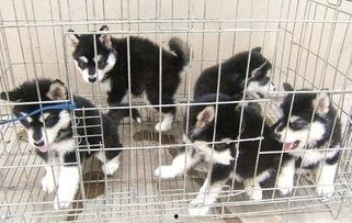 重庆宠物疫苗最新爆料,揭秘最新疫苗信息与防疫指南